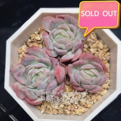 Real & Unique | Echeveria elegans raspberry ice