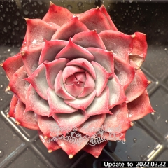 Real & Unique | Echeveria 'Pink Tips' (Soilless cultivation)