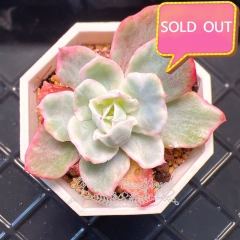 Real & Unique | Echeveria 'Berkeley Light'