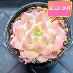 Real & Unique | Echeveria elegans × Echeveria agavoides (Wheat-straw/Queen)