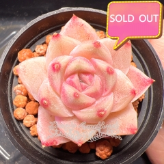 Real & Unique | Echeveria elegans × Echeveria agavoides (Wheat-straw/Queen)