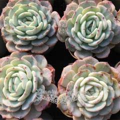 Live succulent plant | Echeveria 'Mont Blanc'