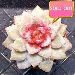 Real & Unique | Echeveria 'German champagne'