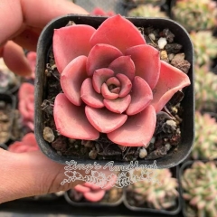 Live succulent plant | Echeveria Noble