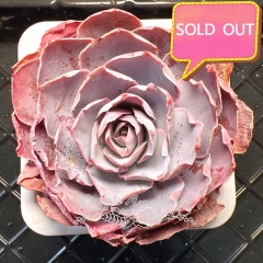 Real & Unique | Echeveria 'Pinky'