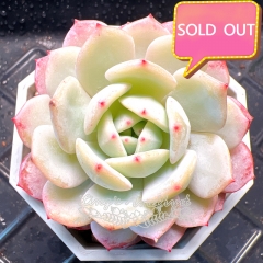 Real & Unique | Echeveria 'Silent snow'(Echeveria derenbergii × Echeveria laui)