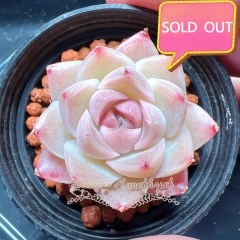 Real & Unique | Echeveria elegans × Echeveria agavoides (Wheat-straw/Queen)