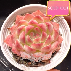 Real & Unique | Echeveria elegans sp