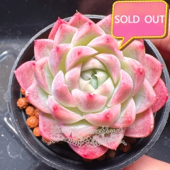 Real & Unique | Echeveria elegans × Echeveria agavoides (Wheat-straw/Queen)