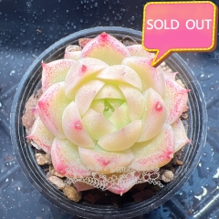 Real & Unique | Echeveria elegans × Echeveria agavoides (Wheat-straw/Queen)