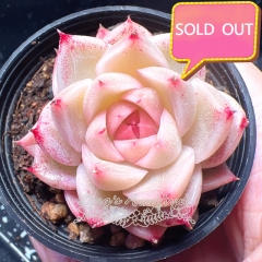 Real & Unique | Echeveria elegans × Echeveria agavoides (Wheat-straw/Queen)