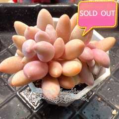 Real & Unique | Pachyphytum 'Pink lover' (Pachyphytum 'Machucae' sp)