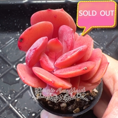 Real & Unique | Echeveria Suyan sp