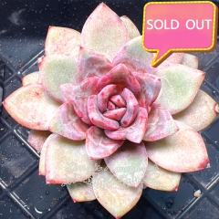 Real & Unique | Echeveria 'German champagne'