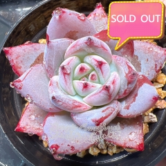 Real & Unique | Echeveria 'Polar bear'