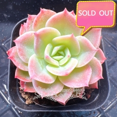 Real & Unique | Echeveria 'cantaloupe'