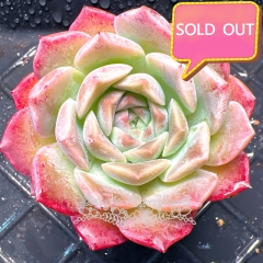 Real & Unique | Echeveria 'Pink Bubble'