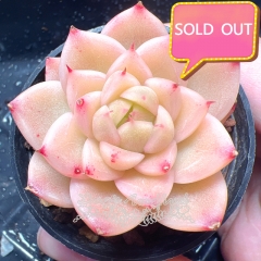 Real & Unique | Echeveria elegans × Echeveria agavoides (Wheat-straw/Queen)