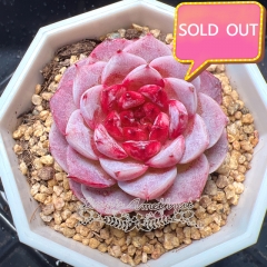 Real & Unique | Echeveria 'Red Velvet'