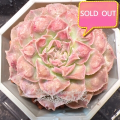 Real & Unique | Echeveria 'Gilo' sp