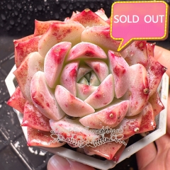 Real & Unique | Echeveria 'snow sea'