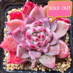 Real & Unique | Echeveria agavoides 'Rajoya'