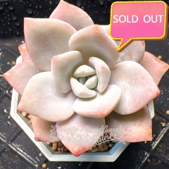 Real & Unique | Graptopetalum superbum (Kimnach) Acev.-Rosas × Echeveria laui