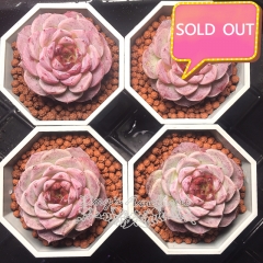 Real & Unique | Echeveria 'Red Velvet' (1 piece shipped randomly)