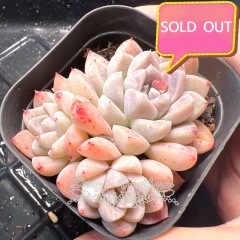 Real & Unique | Echeveria 'Athena'