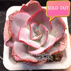 Real & Unique | Echeveria 'Snow Beauty'