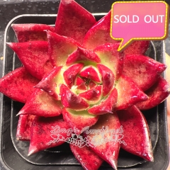 Real & Unique | Echeveria agavoides v Romeo Rubin sp