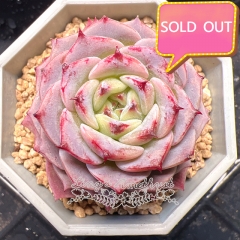 Real & Unique | Echeveria unnamed hybrid variety