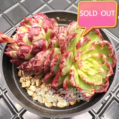 Real & Unique | Echeveria 'Magic flame'