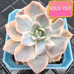 Real & Unique | Echeveria peacockii variegata