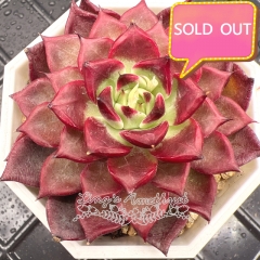 Real & Unique | Echeveria Queen Margot