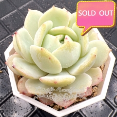 Real & Unique | Echeveria 'Silent snow'(Echeveria derenbergii × Echeveria laui)