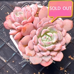 Real & Unique | Echeveria 'Clara'