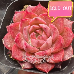 Real & Unique | Echeveria 'conch'