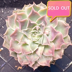 Real & Unique | Echeveria 'Gilo' sp