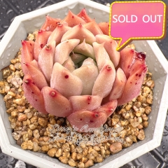 Real & Unique | Echeveria 'Queen Ellie'