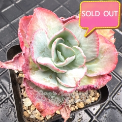 Real & Unique | Echeveria Flying Cloud Variegata