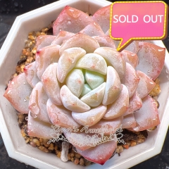 Real & Unique | Echeveria 'snow of dreams' (Echeveria laui sp)