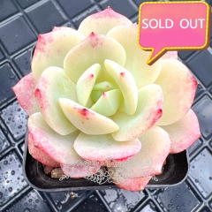 Real & Unique | Echeveria 'Love melody'