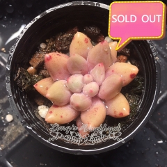 Real & Unique | Pachyphytum 'Machucae' sp