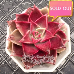 Real & Unique | Echeveria 'Guerlain' (Echeveria 'Madiba' sp)