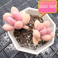 Real & Unique | Pachyphytum 'Pink lover' (Pachyphytum 'Machucae' sp)