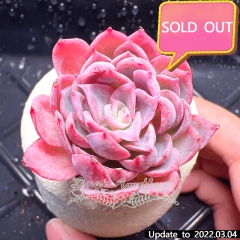 Real & Unique | Echeveria 'Rose Queen'