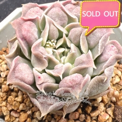 Real & Unique | Echeveria 'Gilo' sp