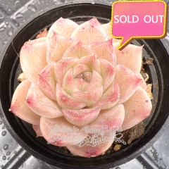 Real & Unique | Echeveria elegans × Echeveria agavoides (Wheat-straw/Queen)