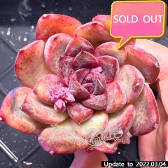 Real & Unique | Echeveria 'black rose' sp